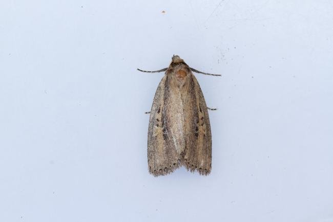 Brown-veined Wainscot (Archanara dissoluta), adult. Hardwick Park, 13-08-2025. Copyright Christopher Blakey.