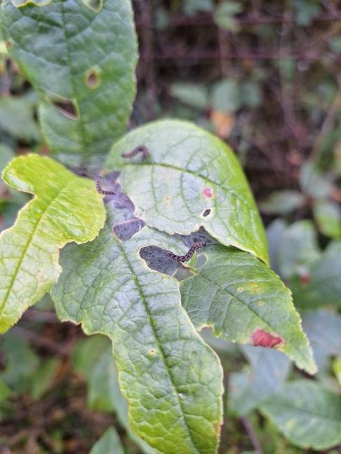 Bird-cherry Ermine (Yponomeuta evonymella), larval. Taken outside Durham (Derbyshire), 12-06-2024. Copyright Christopher Blakey.