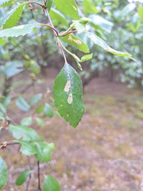 Coleophora serratella, larval feeding signs. Knitsley Fell. Copyright Christopher Blakey.