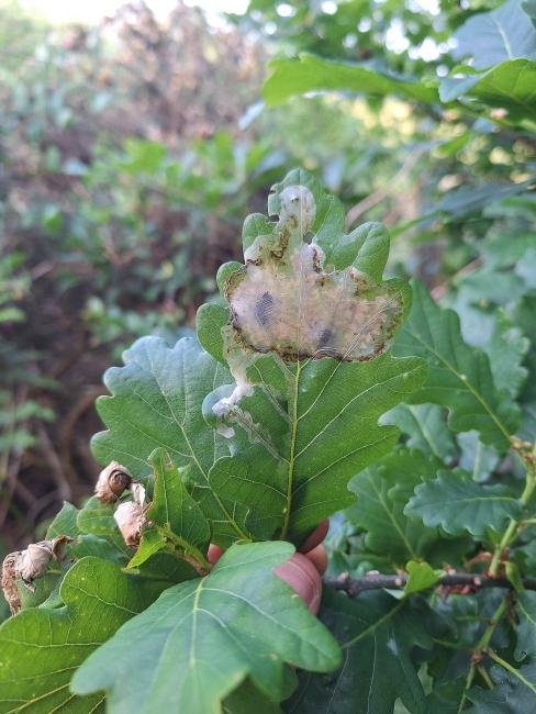 Acrocercops brongniardella, mine. Waldridge Fell, 13-06-2025. Copyright Christopher Blakey. Acrocercops brongniardella, mine. Waldridge Fell, 13-06-2025. Copyright Christopher Blakey.