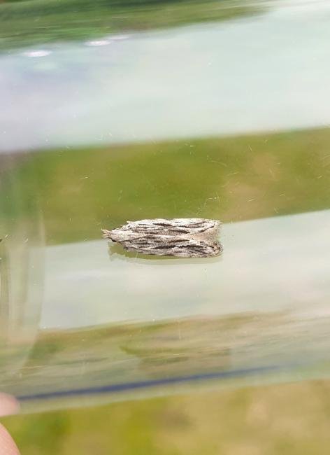 Anarsia innoxiella, adult. Darlington, 18-07-2024. Copyright Chris Bell. Anarsia innoxiella, adult. Darlington, 18-07-2024. Copyright Chris Bell.