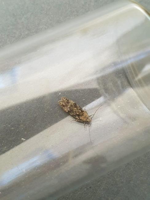 Carpatolechia fugitivella, adult. Darlington, 12-06-2023. Copyright Chris Bell.