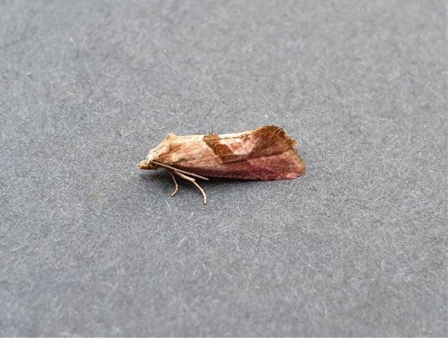 Cochylis roseana, adult. Darlington, 02-08-2025. Copyright Chris Bell. Cochylis roseana, adult. Darlington, 02-08-2025. Copyright Chris Bell.