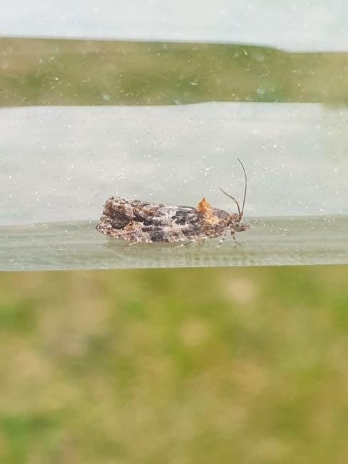 Eudemis profundana, adult. Darlington, 01-09-2024. Copyright Chris Bell. Eudemis profundana, adult. Darlington, 01-09-2024. Copyright Chris Bell.