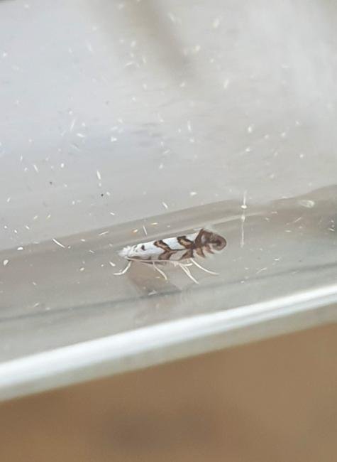 Phyllonorycter geniculella, adult. Darlington, 19-07-2025. Copyright Chris Bell. Phyllonorycter geniculella, adult. Darlington, 19-07-2025. Copyright Chris Bell.