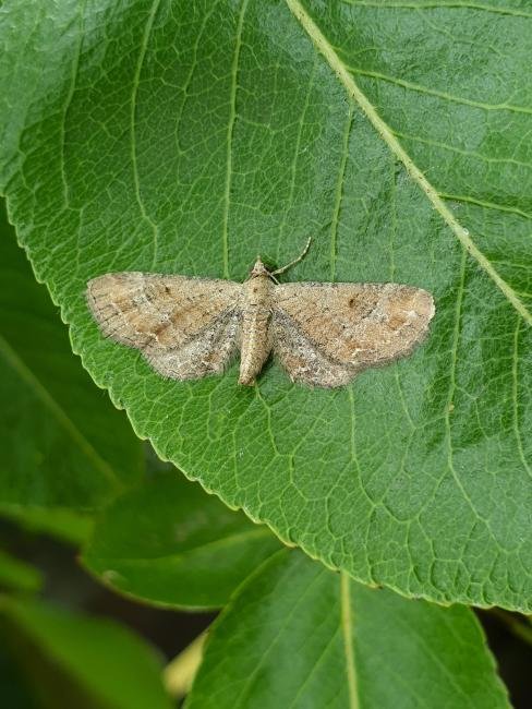 Plain Pug (Eupithecia simpliciata), adult. Darlington, 10-07-2025. Copyright Chris Bell. Plain Pug (Eupithecia simpliciata), adult. Darlington, 10-07-2025. Copyright Chris Bell.