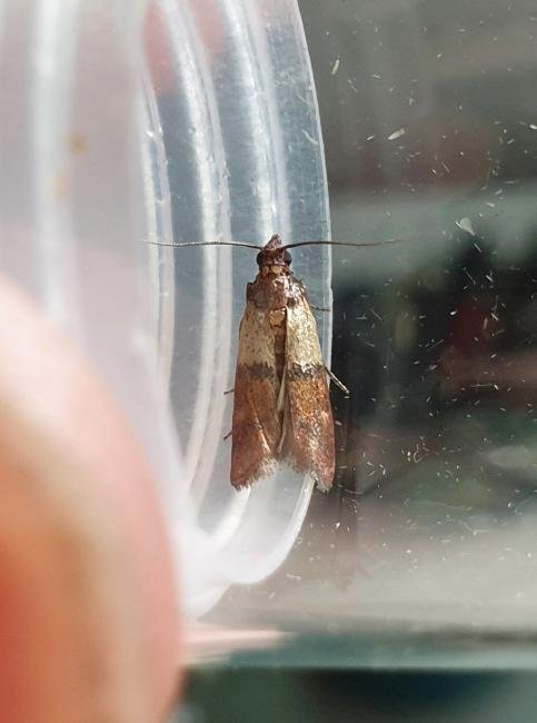 Indian Meal Moth (Plodia interpunctella), adult. Darlington, 15-09-2024. Copyright Chris Bell.