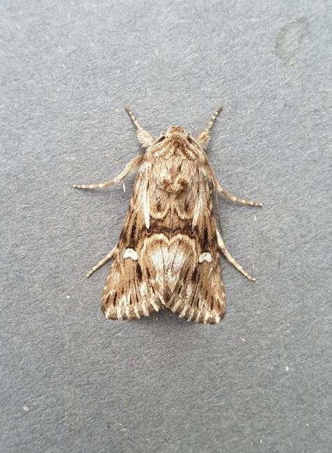 Calophasia lunula, adult. Darlington, 02-08-2025. Copyright Chris Bell.