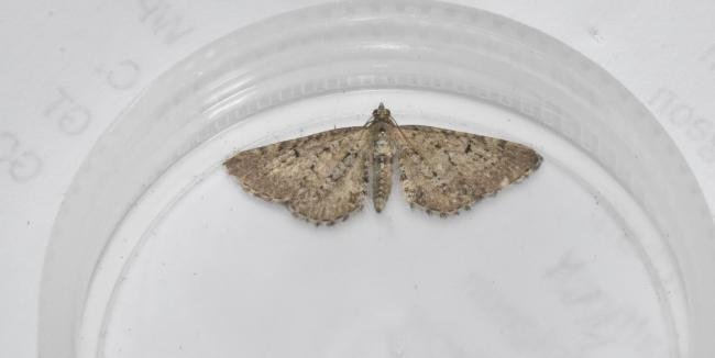 Freyer's Pug (Eupithecia intricata), adult. Darlington, 07-06-2025. Copyright David Phillips.
