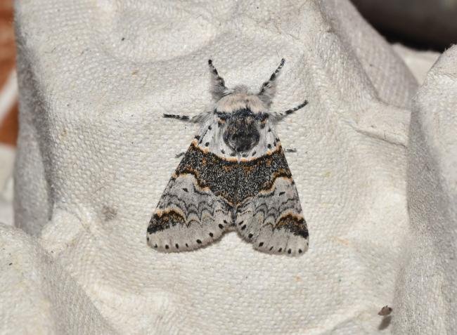 Sallow Kitten (Furcula furcula), adult. Darlington, 23-06-2023. Copyright David Phillips.