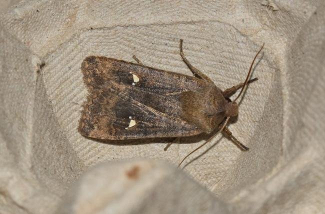 Satellite (Eupsilia transversa), adult. Darlington, 14-02-2024. Copyright David Phillips.