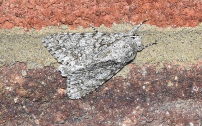 Sycamore (Acronicta aceris), adult. Darlington, 25-05-2025. Copyright David Phillips.