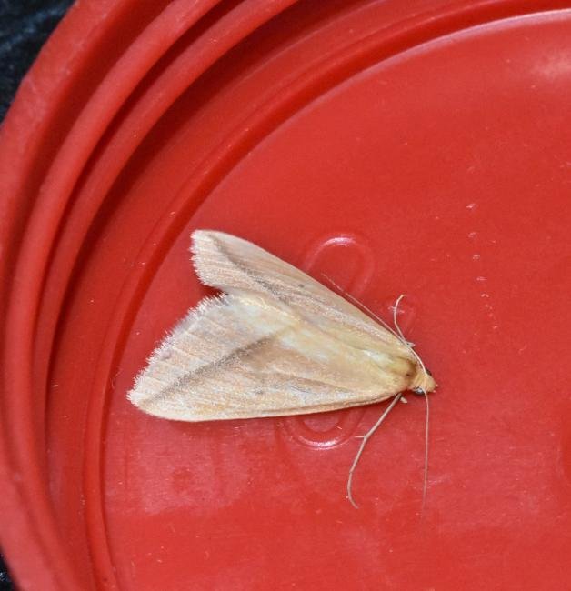 Vestal (Rhodometra sacraria), adult. Darlington, 22-10-2022. Copyright David Phillips.