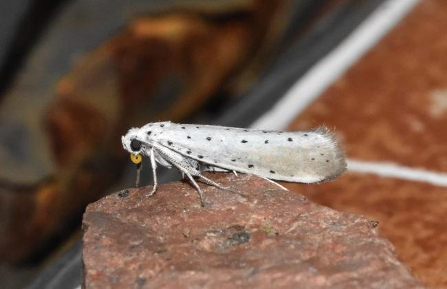 Willow Ermine (Yponomeuta rorrella), adult. Darlington, 15-08-2024. Copyright David Phillips.