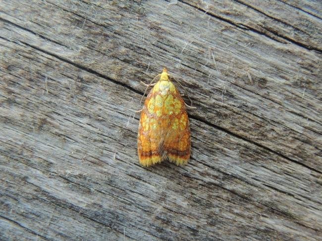 Acleris bergmanniana, adult. Saltholme, 25-06-2020. Copyright Ed Pritchard.