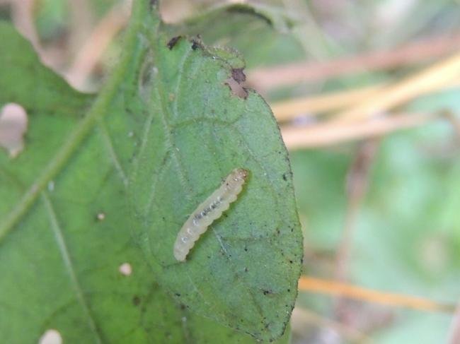 Acrolepia autumnitella, larval. Saltholme, 19-08-2023. Copyright Ed Pritchard.