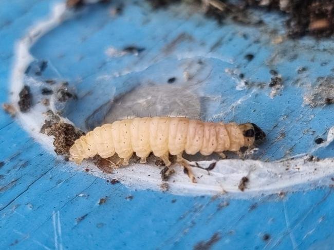 Small Magpie (Anania hortulata), larval. Saltholme, 08-11-2024. Copyright Ed Pritchard.