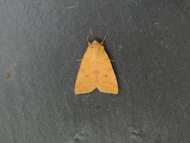 Angle-striped Sallow (Enargia paleacea), adult. Stockton, 30-07-2024. Copyright Ed Pritchard.