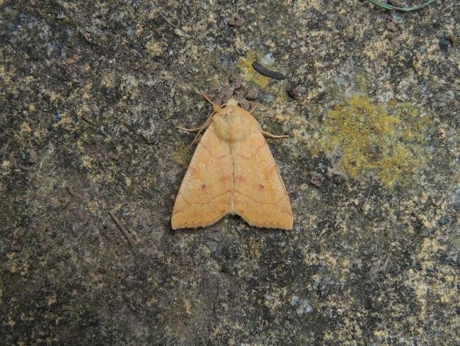 Angle-striped Sallow (Enargia paleacea), adult. Stockton, 30-07-2024. Copyright Ed Pritchard.