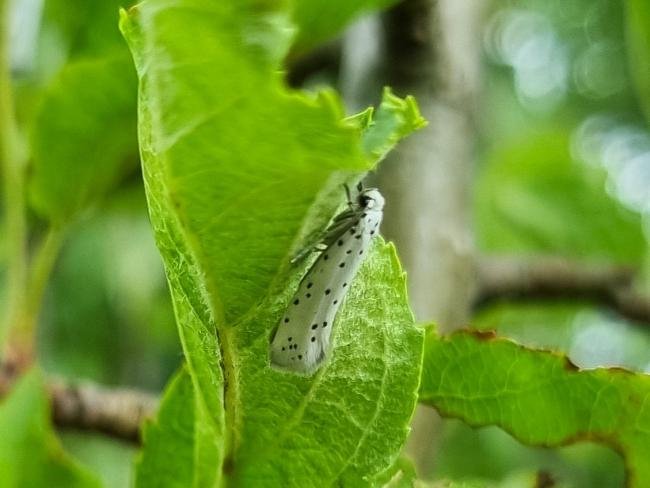 Apple Ermine (Yponomeuta malinellus), adult. Saltholme, 06-07-2024. Copyright Ed Pritchard.