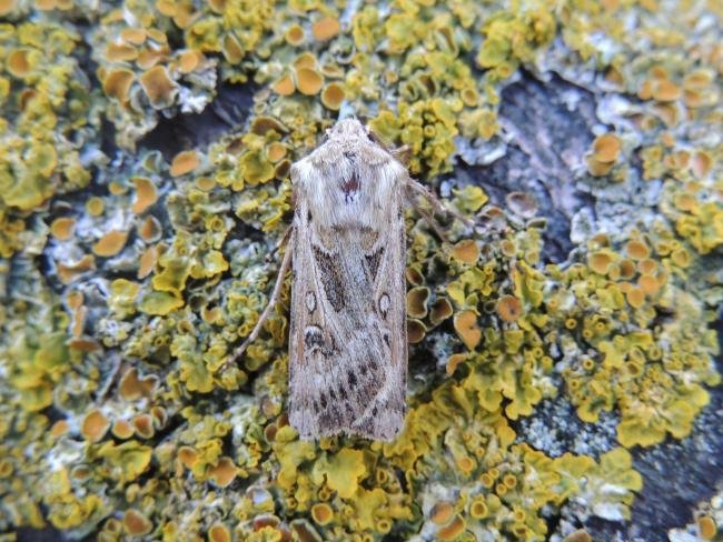 Archer's Dart (Agrotis vestigialis), adult. Saltholme, 23-06-2020. Copyright Ed Pritchard.