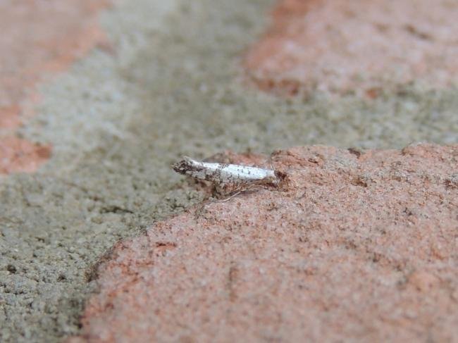 Argyresthia curvella, adult. Stockton, 30-06-2022. Copyright Ed Pritchard.