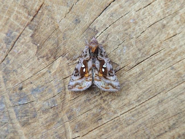 Beautiful Golden Y (Autographa pulchrina), adult. Stockton, 13-06-2023. Copyright Ed Pritchard.