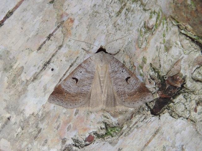 Blackneck (Lygephila pastinum), adult. Stockton, 01-07-2019. Copyright Ed Pritchard.