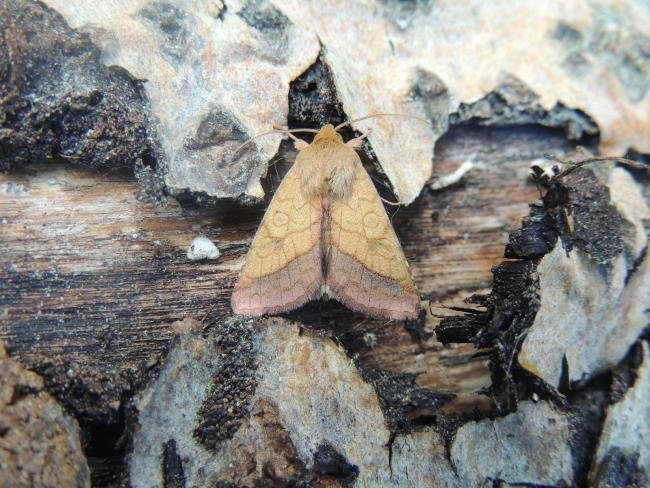 Bordered Sallow (Pyrrhia umbra), adult. Saltholme, 22-05-2020. Copyright Ed Pritchard.