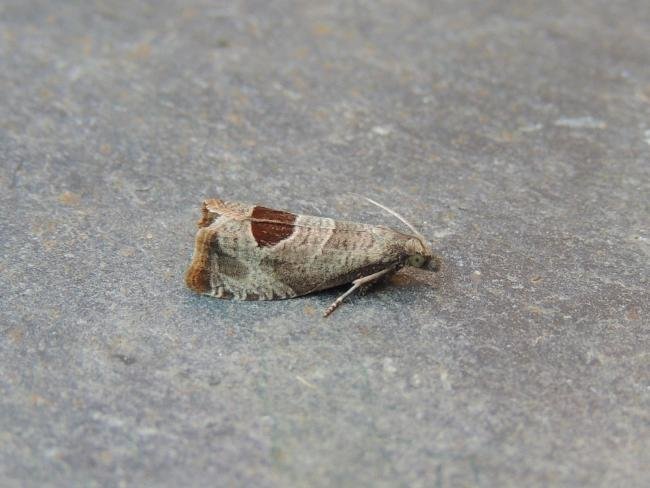 Bramble Shoot Moth (Notocelia uddmanniana), adult. Stockton, 30-06-2019. Copyright Ed Pritchard.