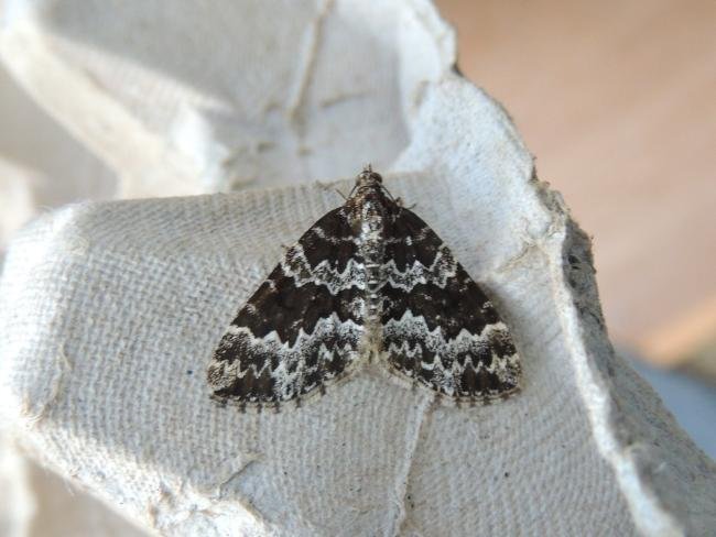 Broken-barred Carpet (Electrophaes corylata), adult. Stockton, 21-05-2020. Copyright Ed Pritchard.