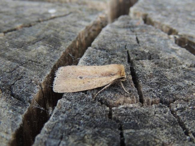 Brown-veined Wainscot (Archanara dissoluta), adult. Saltholme, 19-07-2022. Copyright Ed Pritchard.