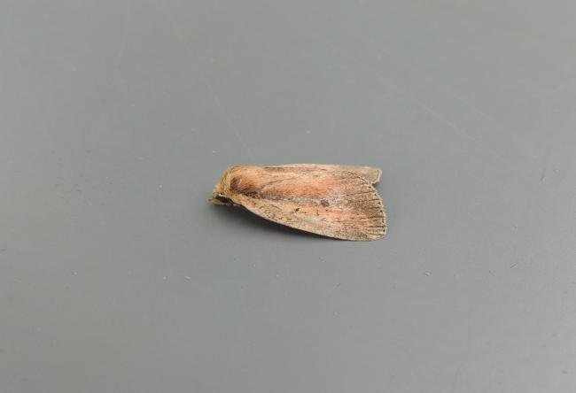 Brown-veined Wainscot (Archanara dissoluta), adult. Saltholme, 13-08-2020. Copyright Ed Pritchard.