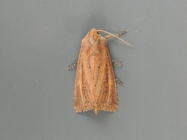 Bulrush Wainscot (Nonagria typhae), adult. Saltholme, 20-08-2018. Copyright Ed Pritchard.