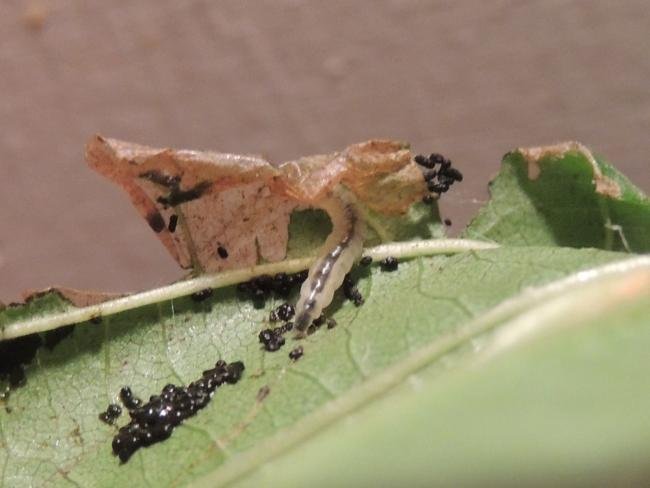 Caloptilia elongella, larval. Saltholme, 27-08-2023. Copyright Ed Pritchard.