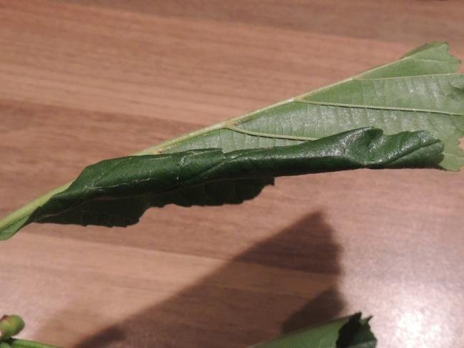 Caloptilia elongella, leaf fold. Saltholme, 27-08-2023. Copyright Ed Pritchard.