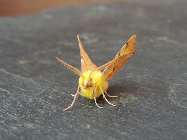 Canary-shouldered Thorn (Ennomos alniaria), adult. Stockton, 04-08-2021. Copyright Ed Pritchard.