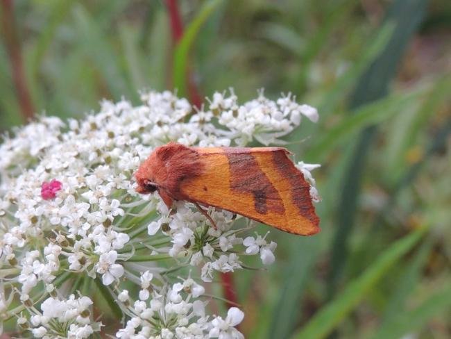 Centre-barred Sallow (Atethmia centrago), adult. Saltholme, 18-08-2023. Copyright Ed Pritchard.