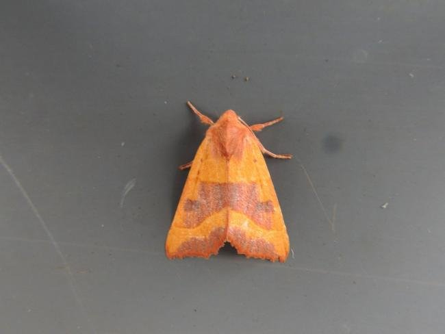 Centre-barred Sallow (Atethmia centrago), adult. Saltholme, 20-08-2018. Copyright Ed Pritchard.