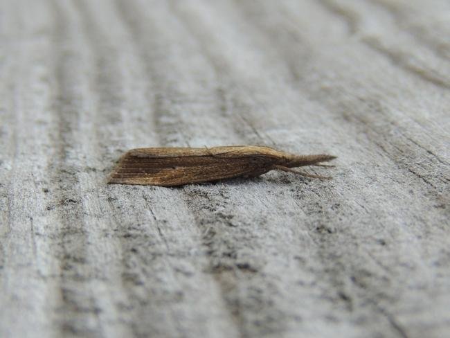 Chilo phragmitella, adult. Saltholme, 03-09-2023. Copyright Ed Pritchard.