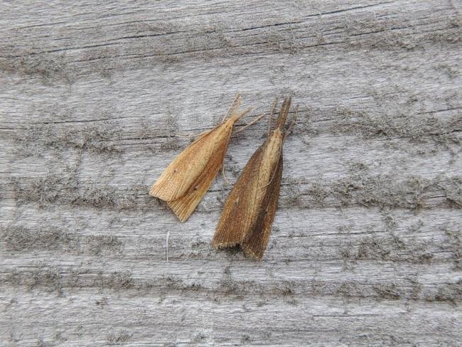 Chilo phragmitella, adult. Saltholme, 03-09-2023. Copyright Ed Pritchard.