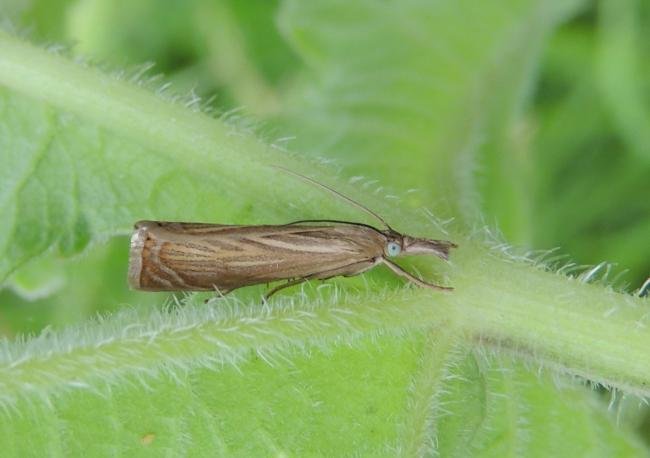 Garden Grass-veneer (Chrysoteuchia culmella), adult. Saltholme, 18-06-2022. Copyright Ed Pritchard.