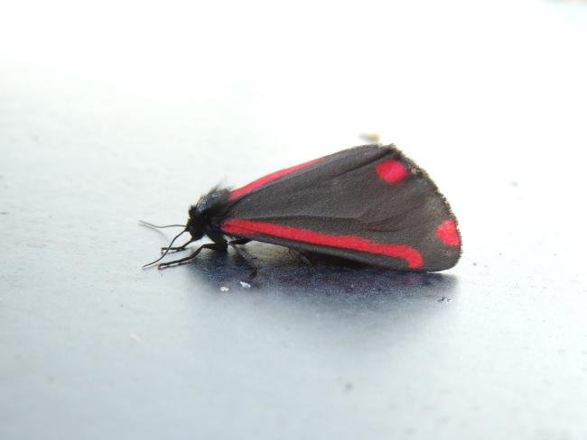 Cinnabar (Tyria jacobaeae), adult. Saltholme, 23-06-2021. Copyright Ed Pritchard.