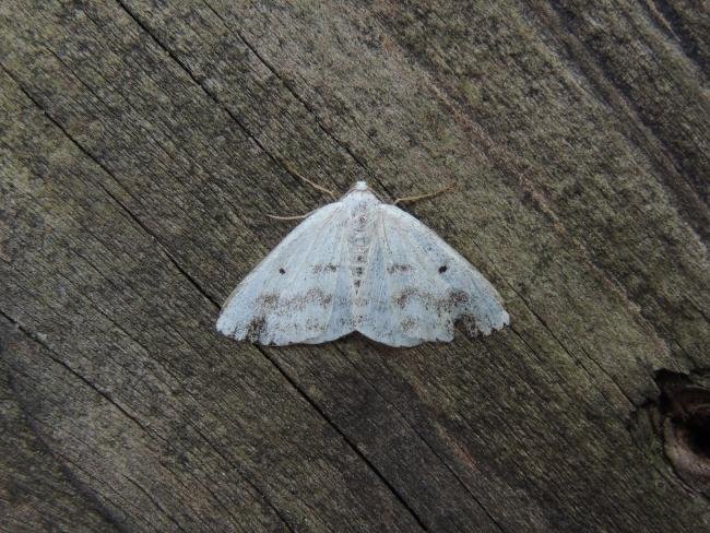 Clouded Silver (Lomographa temerata), adult. Stockton, 24-06-2022. Copyright Ed Pritchard.