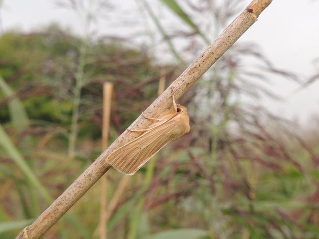 Common Wainscot (Mythimna pallens), adult. Saltholme, 07-09-2023. Copyright Ed Pritchard.