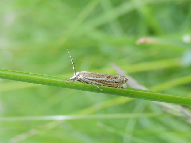 Crambus lathoniellus, adult. Stockton, 30-05-2023. Copyright Ed Pritchard.