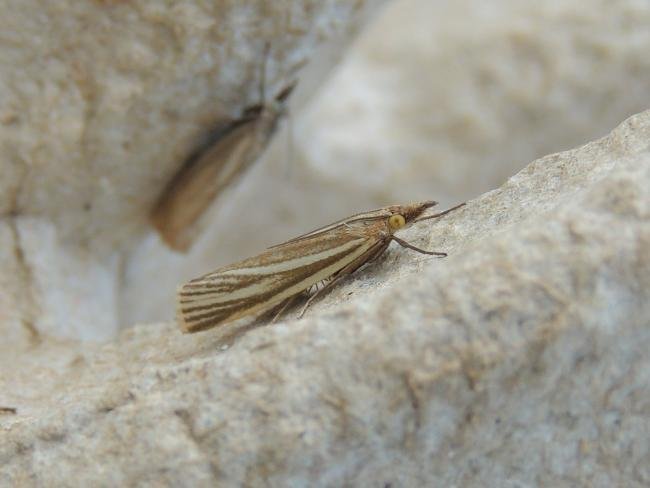 Crambus perlella, adult. Saltholme, 12-07-2019. Copyright Ed Pritchard.