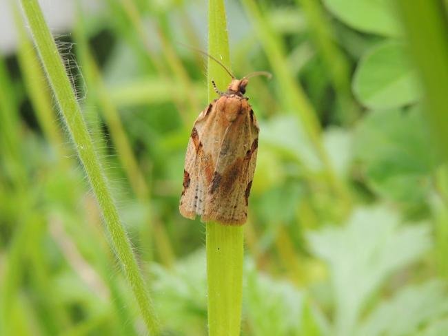 Cyclamen Tortrix (Clepsis spectrana), adult. Saltholme, 31-05-2023. Copyright Ed Pritchard.