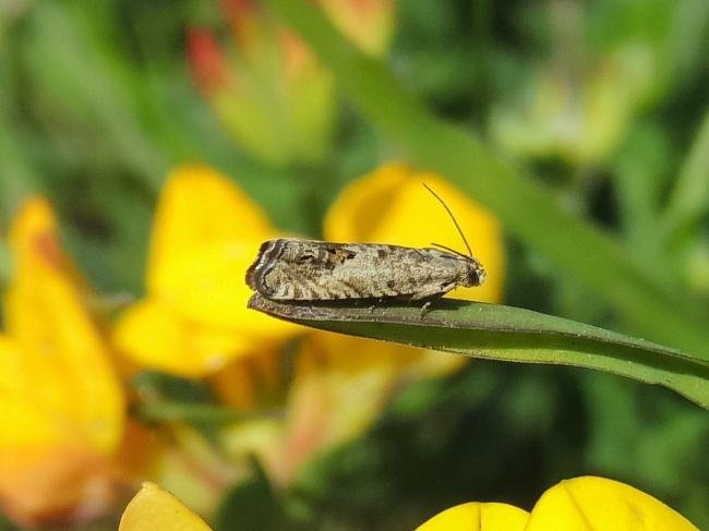 Cydia ulicetana, adult. Saltholme, 13-05-2024. Copyright Ed Pritchard.