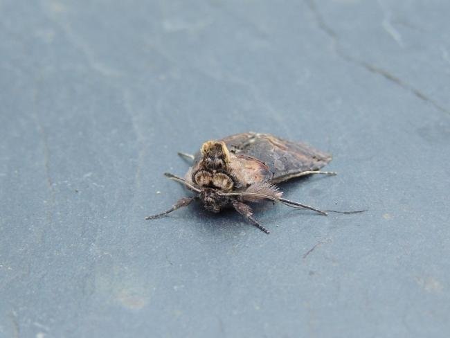 Dark Spectacle (Abrostola triplasia), adult. Stockton, 17-07-2021. Copyright Ed Pritchard.